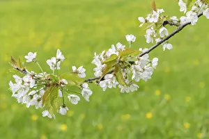 Springtime Nature Photography Germany Drucke: Flowering cherry (Prunus) tree