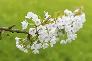 Fruit Tree Bloom Europe Drucke: Flowering cherry (Prunus) tree