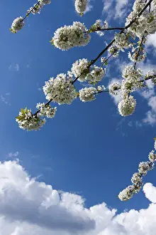 White Carpathian Mountains Landscape Drucke: Flowering cherry-tree, Vrsatec