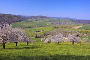 Agricultural Crop Plantation Drucke: Flowering cherry trees (Prunus)