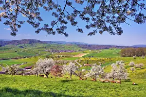 Blue Sky Farming Scene Drucke: Flowering cherry trees (Prunus)