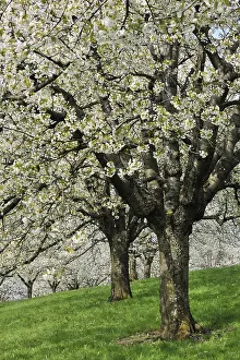 Cherry Blossom Season Drucke: Flowering cherry trees in spring