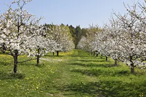 Wild Cherry Tree Drucke: Flowering cherry trees, wild cherry