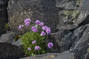 European Flora Botany Drucke: Flowering clover on basalt rocks