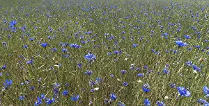 Southern Germany Flowers Drucke: Flowering cornflower (Centaurea cyanus)
