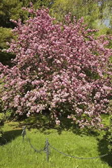 Solitary Tree In Spring Drucke: Flowering crab-apple tree in spring