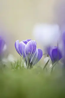 Crocus In Spring Drucke: Flowering crocus (Crocus spec.) in spring