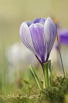 Iridaceae Flowering Plants Drucke: Flowering crocus (Crocus spec.) in spring