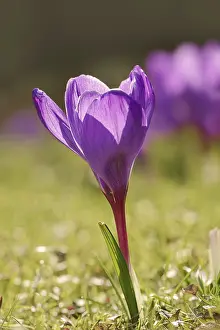 Spring Blooming Plant Drucke: Flowering crocus (Crocus spec.) in spring