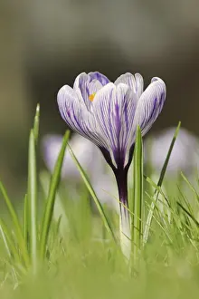 European Crocuses Drucke: Flowering crocus (Crocus spec.) in spring
