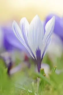 Spring Blooming Plant Drucke: Flowering crocus (Crocus spec.) in spring
