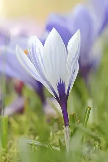 Decorative Garden Plant Drucke: Flowering crocus (Crocus spec.) in spring