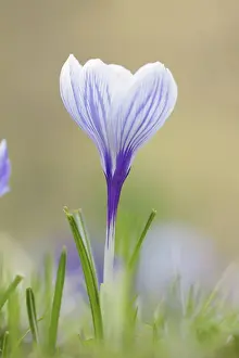 Crocus Flower Drucke: Flowering crocus (Crocus spec.) in spring