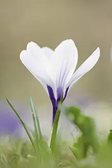 Early Flowering Plants Drucke: Flowering crocus (Crocus spec.) in spring
