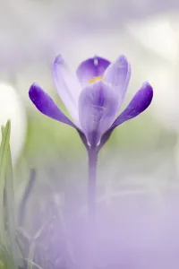 Crocus Flower Drucke: Flowering crocus (Crocus spec.) in spring