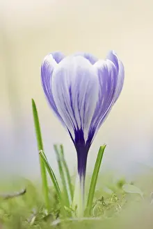 Crocus Flower Drucke: Flowering crocus (Crocus spec.) in spring
