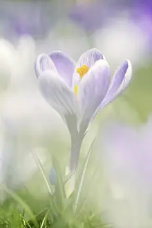 Crocus Flower Drucke: Flowering crocus (Crocus spec.) in spring