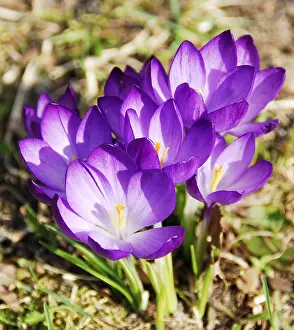 Purple Crocuses Drucke: Flowering crocuses in spring