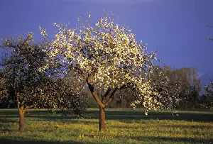 Fruit Tree Blossoms Drucke: Flowering fruit tree