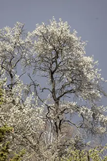 Flowering Fruit Tree Drucke: Flowering fruit tree in spring
