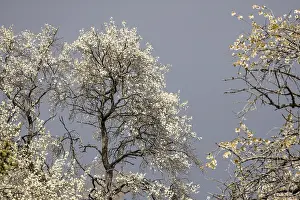 Flowering Fruit Tree Drucke: Flowering fruit tree in spring