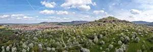 Deciduous Tree Plantation Drucke: Flowering fruit trees, orchards in spring