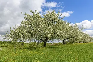 Fruit Blossom Photography Drucke: Flowering fruit trees in spring