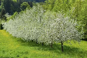 Fruit Blossom In Spring Drucke: Flowering fruit trees in spring