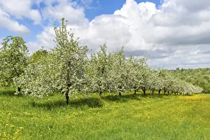 German Federal Republic Nature Pics Drucke: Flowering fruit trees in spring