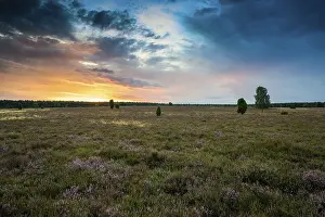 Luneburg Heath Scenery Drucke: Flowering heath and birch trees