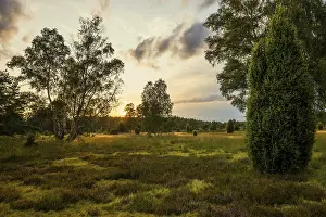 German Nature Reserve Images Drucke: Flowering heath and juniper, sunset