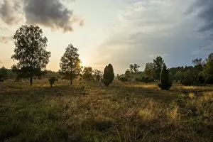 Natural Reserve Landscape Drucke: Flowering heath and juniper, sunset