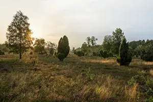 Juniper Tree Landscape Drucke: Flowering heath and juniper, sunset