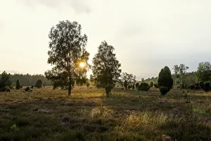 Juniper Tree Drucke: Flowering heath and juniper, sunset