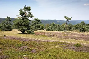 Hesse Countryside View Drucke: Flowering heathland, Ettelsberg