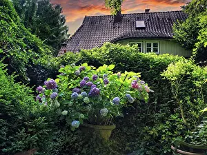 German Garden Drucke: Flowering hydrangea in a flower pot