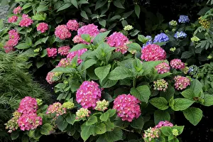 Hydrangeaceae Family Drucke: Flowering hydrangea, pink, Hydrangea macrophylla