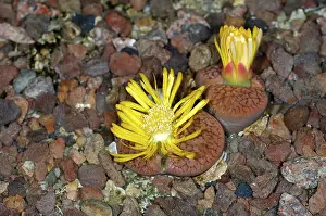 Flowering Succulent Plant Drucke: Flowering Lithops hookeri