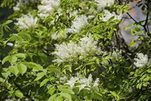 Drucke von Blühende Manna-Esche (Fraxinus ornus), Albanien Albanien Drucke: Blühende Manna-Esche (Fraxinus ornus), Albanien.
