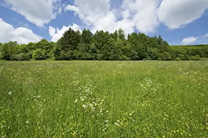 No People Outdoor Photography Drucke: Flowering meadow, Thuringia, Germany
