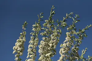 Central Europe Nature Drucke: Flowering meadowsweets (Spiraea)