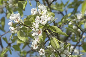 Flowering Pear Tree Drucke: Flowering Pear tree (Pyrus sp.)