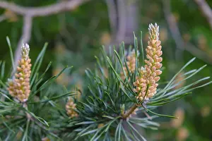Deserted Pine Forest Europe Drucke: Flowering pine tops, pine, tree