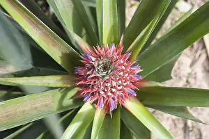 Kaeng Krachan National Park Drucke: Flowering pineapple (Ananas comosus)