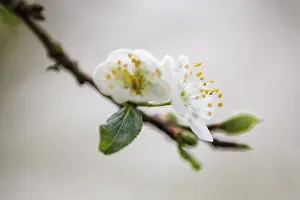 Central Europe Orchard Trees Drucke: Flowering, plum tree, Germany