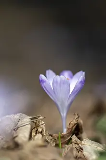 Spring Crocus Drucke: Flowering spring crocus (Crocus vernus)