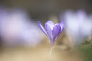 Early Blooming Plants Drucke: Flowering spring crocus (Crocus vernus)