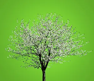 Deserted Orchard Drucke: Flowering Tree