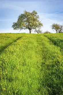 Southern Germany Blossom Drucke: Flowering tree in a meadow in spring