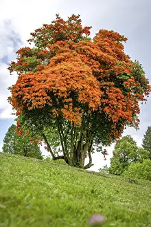 Southern Germany Blossom Drucke: Flowering tree in the spa gardens